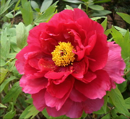 گل صد تومانی - درختی